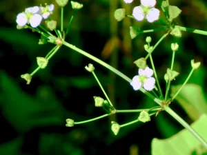 Sagittaria Graminea