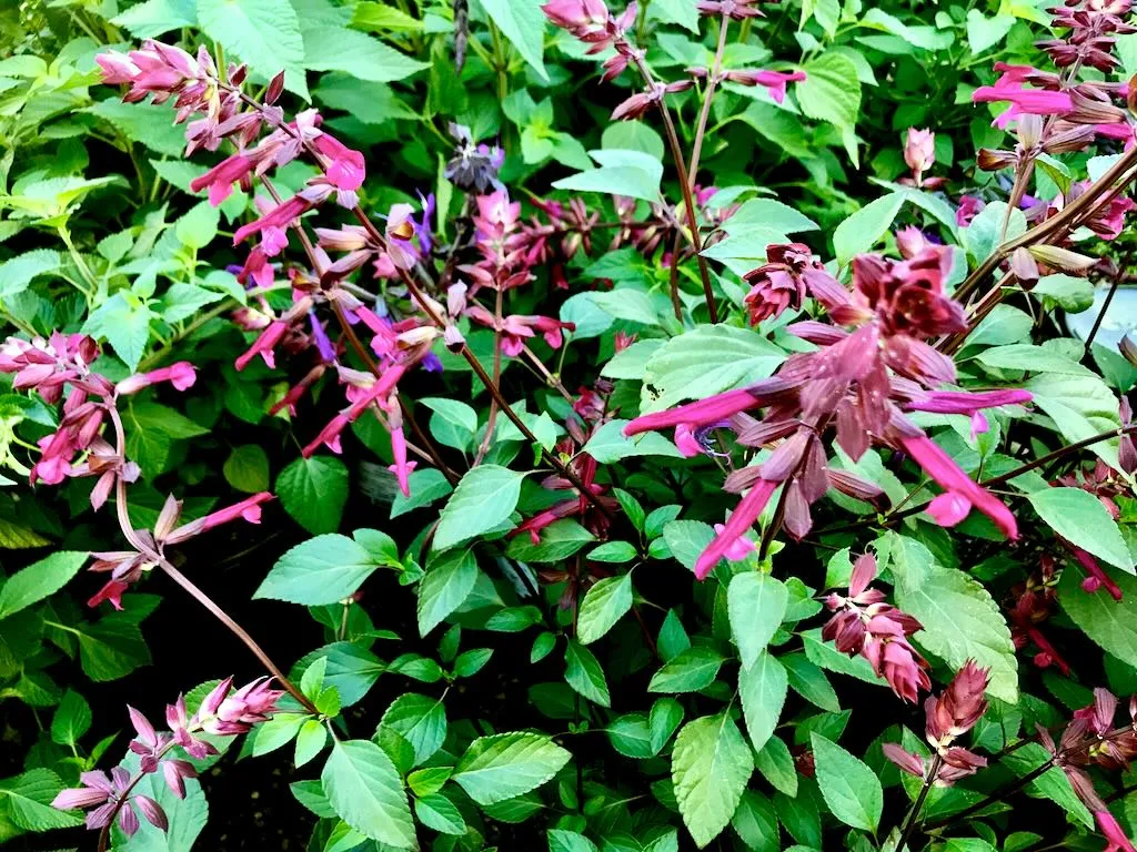Salvia'Love and Wishes'