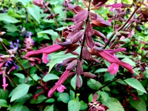 Salvia 'Love and Wishes'