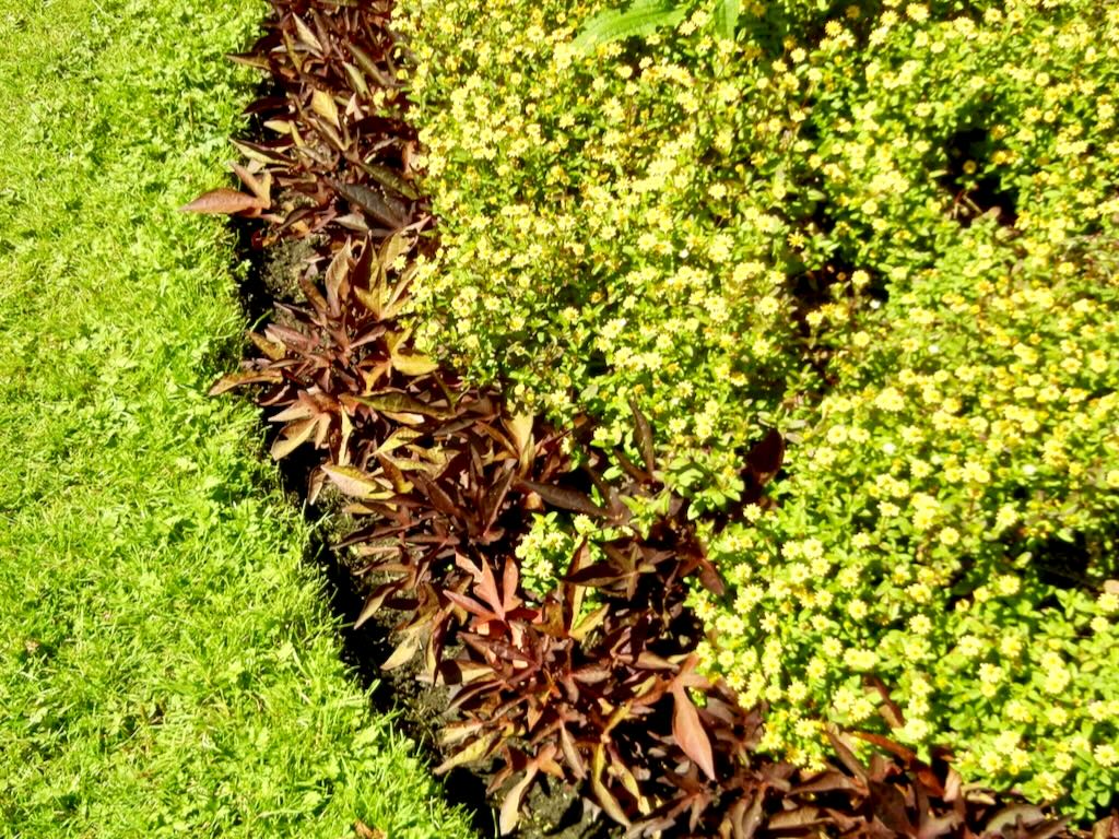 Sanvitalia procumbens-1 - Online Flower Garden Sanvitalia procumbens