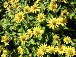 Sanvitalia procumbens