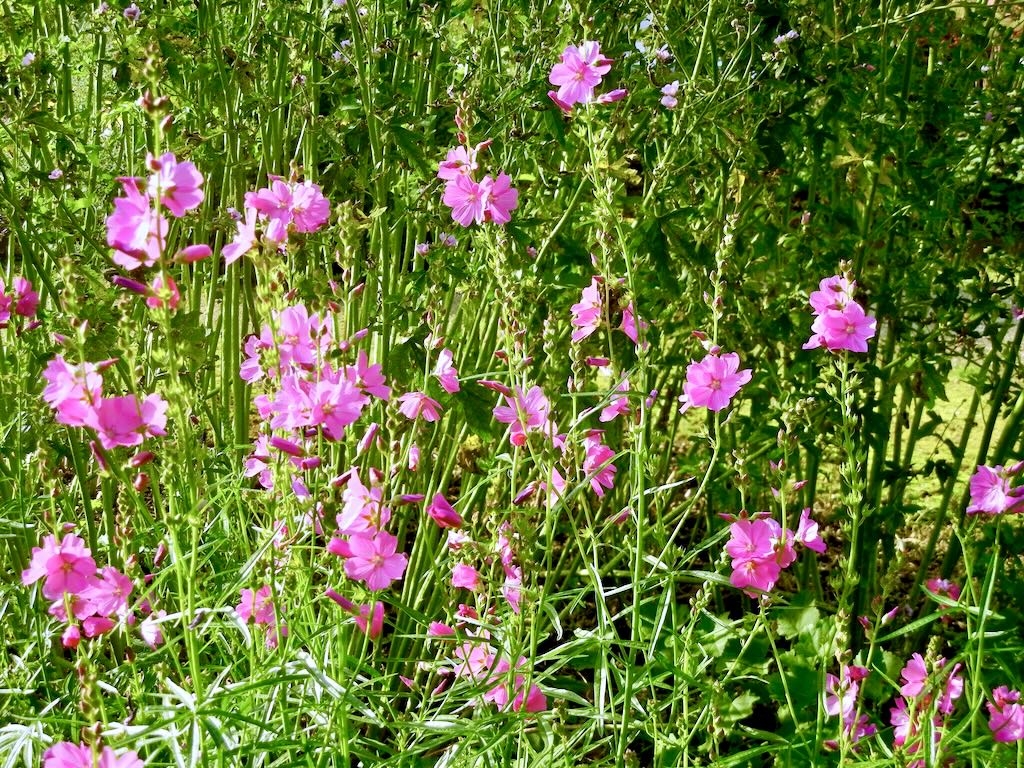 Sidalcea malviflora'Rose Queen'