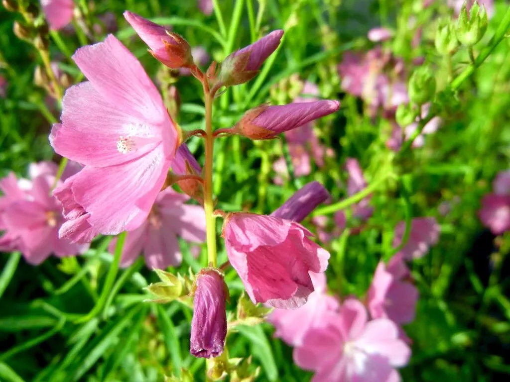 Sidalcea malviflora 'Rose Queen'