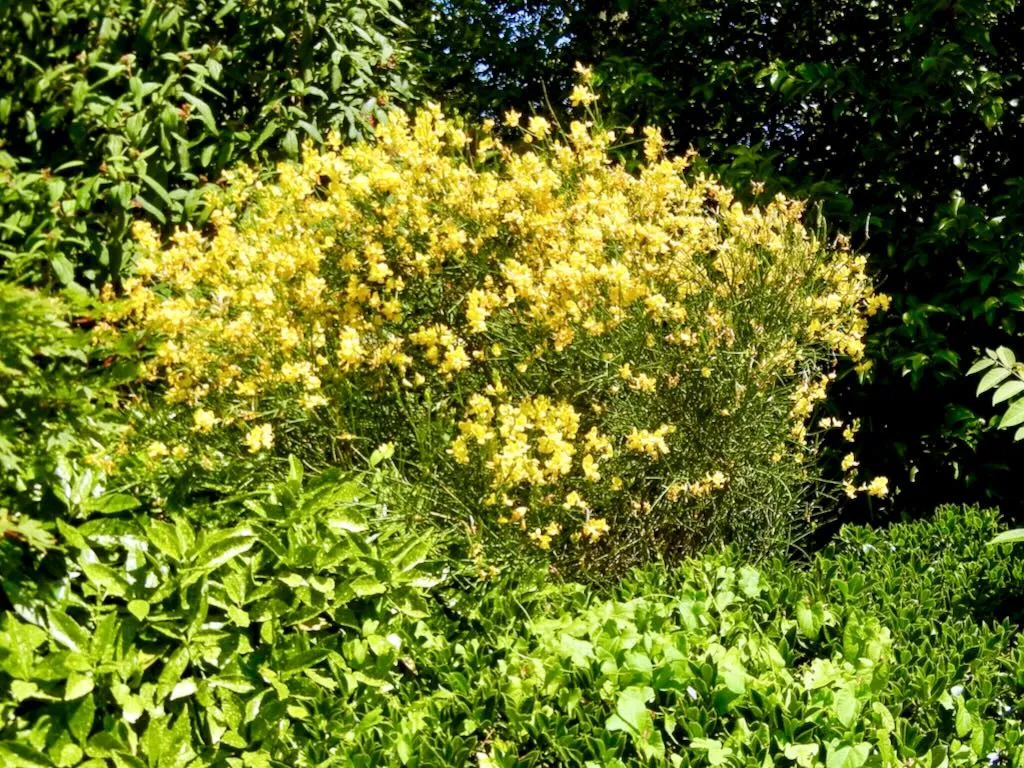 Spartium junceum-1 - Online Flower Garden Spartium junceum