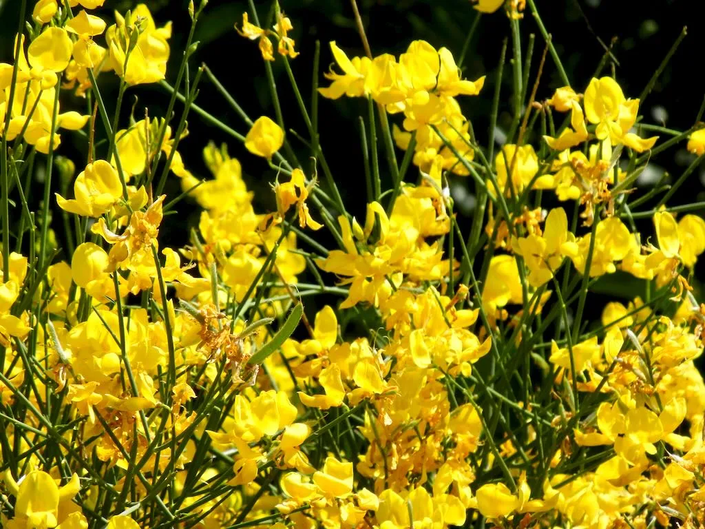 Spartium junceum - Online Flower Garden Spartium junceum