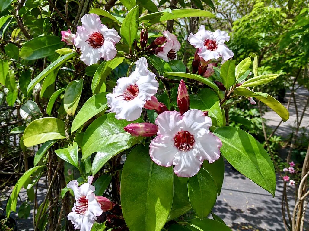 Strophanthus gratus