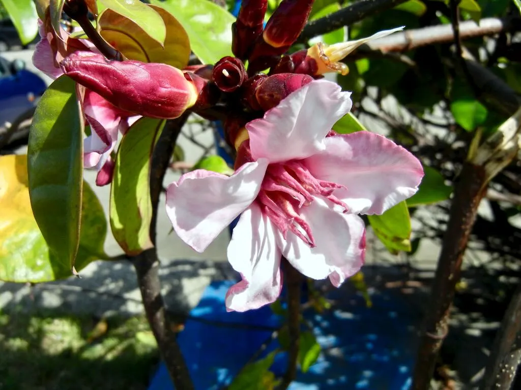 Strophanthus gratus