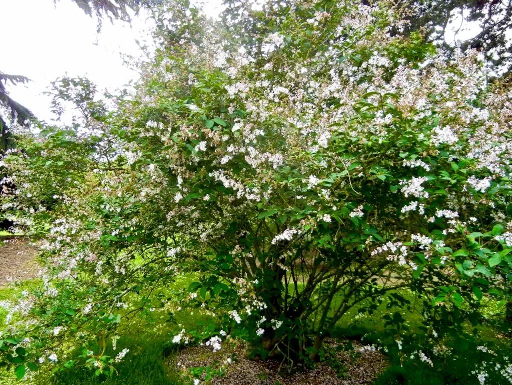 Syringa tomentella-1 - Online Flower Garden Syringa tomentella