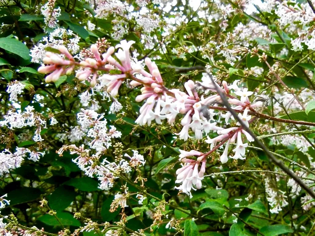 Syringa tomentella - Online Flower Garden Syringa tomentella