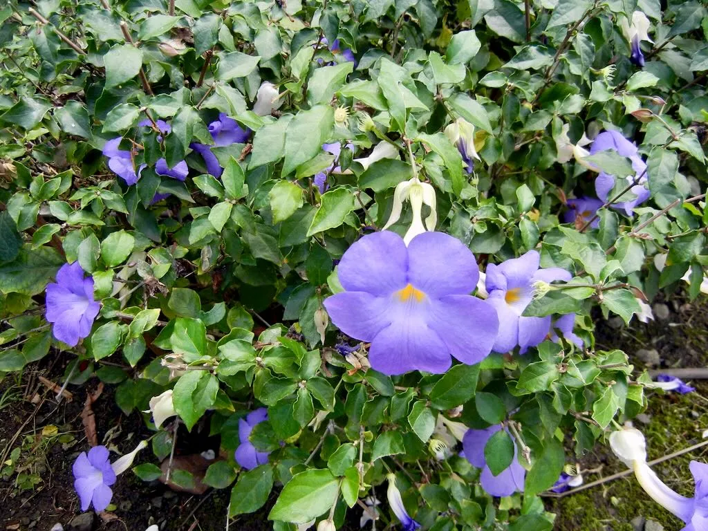 Thunbergia erecta'Blue Moon'