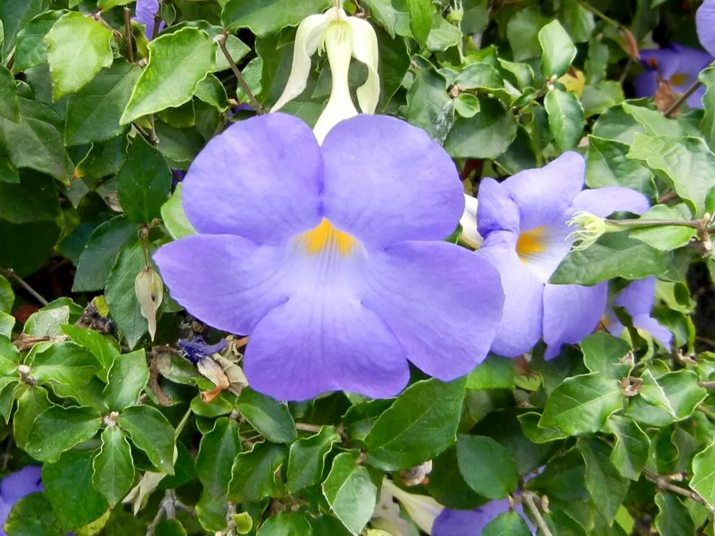 Thunbergia erecta 'Blue Moon'