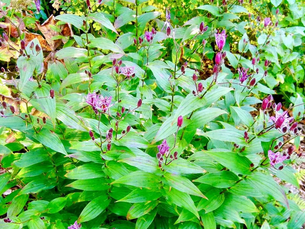 Tricyrtis formosana-1 - Online Flower Garden Tricyrtis formosana