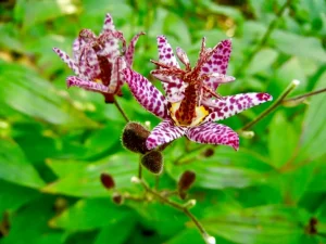 Tricyrtis formosana