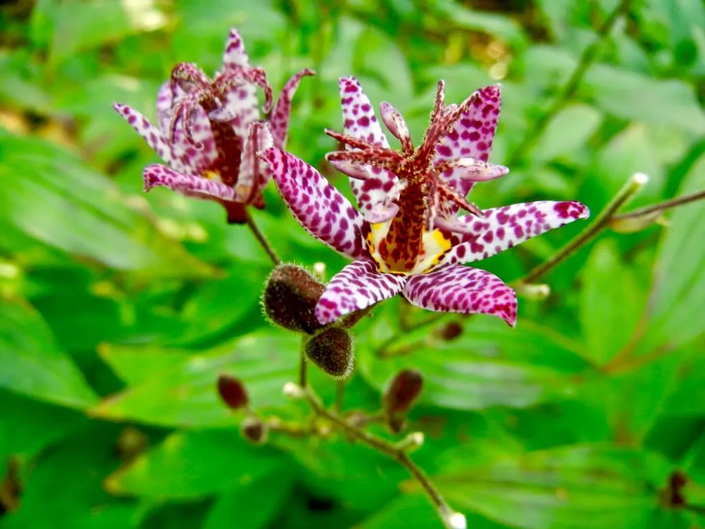 Tricyrtis formosana - Online Flower Garden Tricyrtis formosana