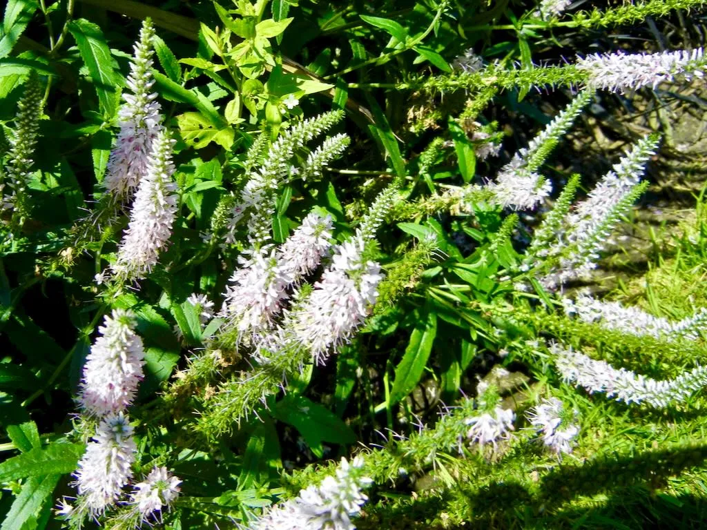 Veronica spicata'Inspire Pink'