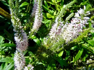 Veronica spicata 'Inspire Pink'
