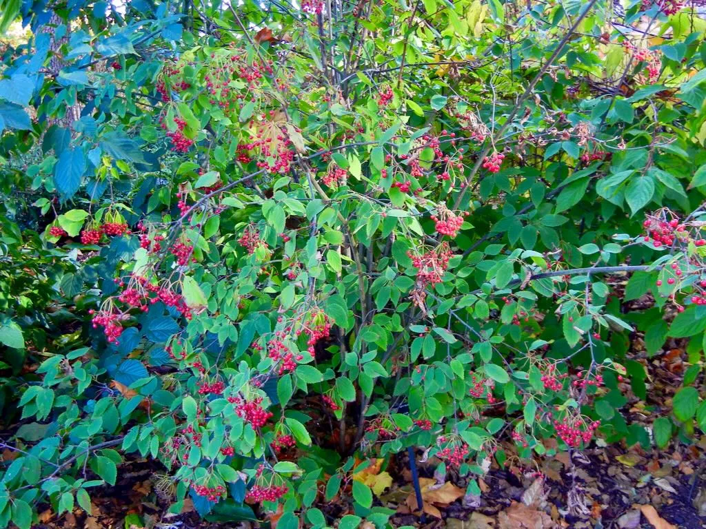 Viburnum setigerum