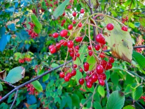 Viburnum setigerum