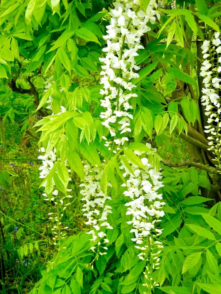 Wisteria floribunda