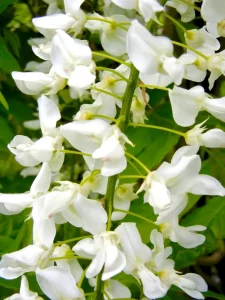 Wisteria floribunda