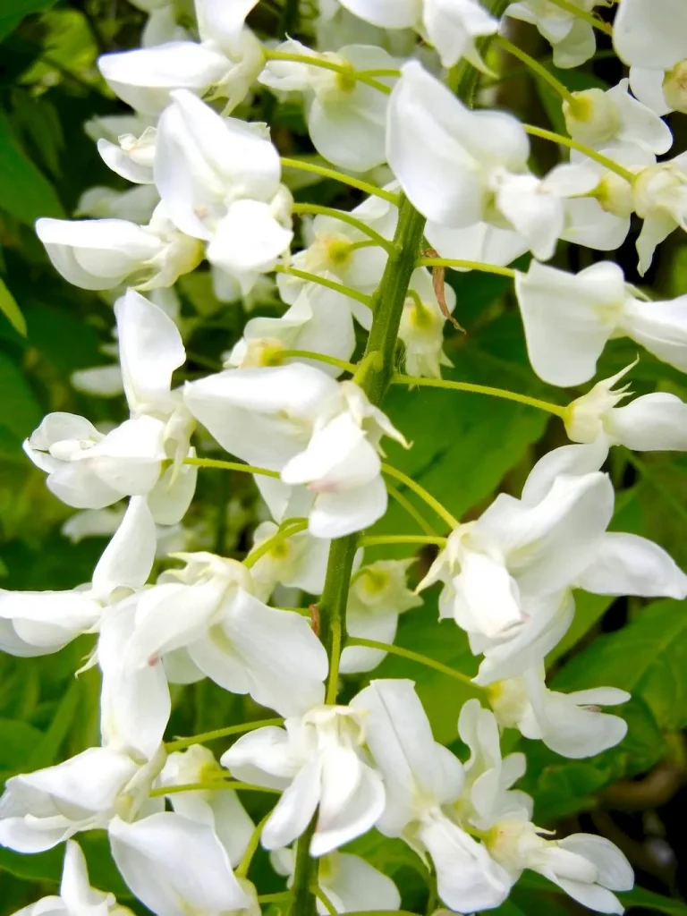 Wisteria floribunda