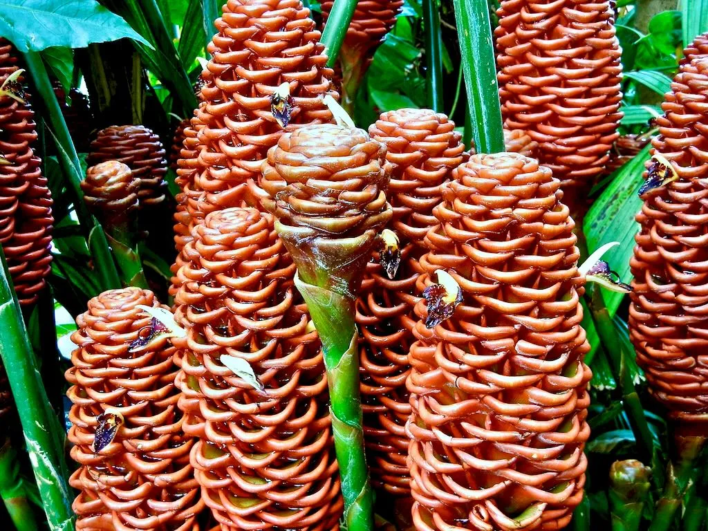 Zingiber spectabile - Online Flower Garden Zingiberaceae Zingiber spectabile