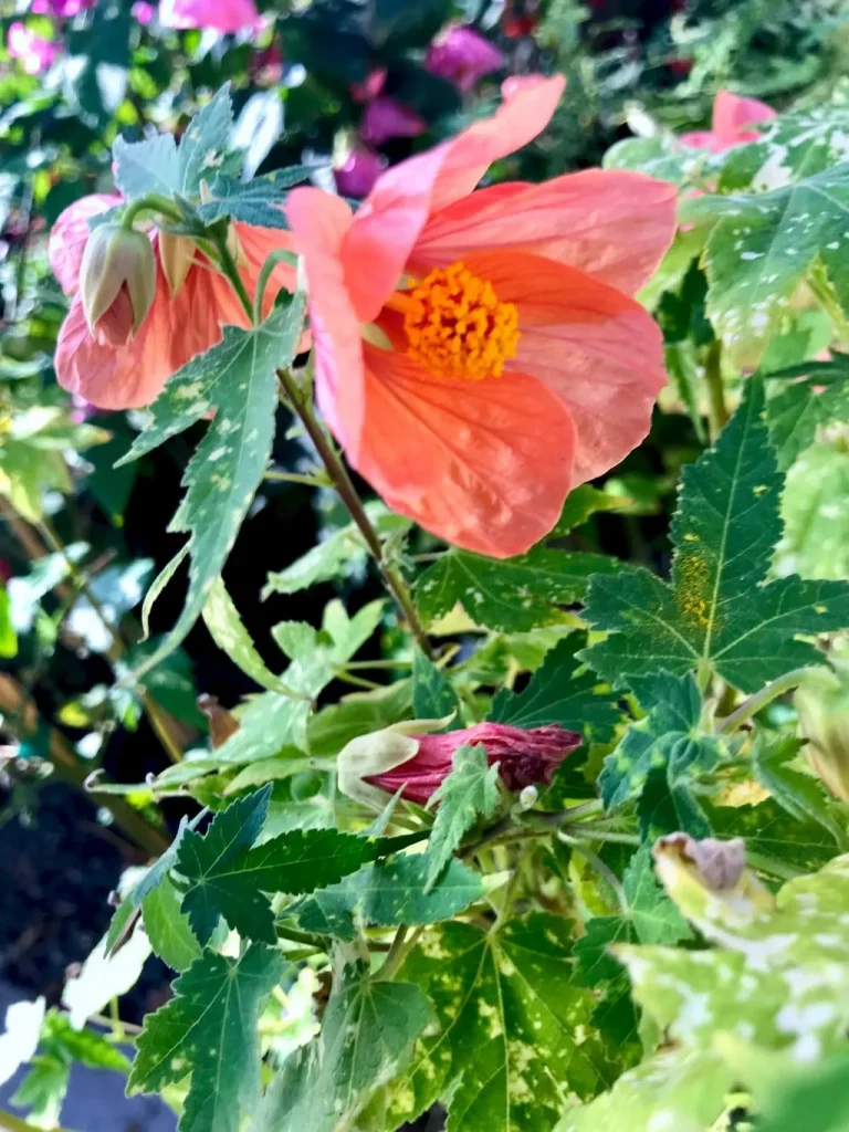 Abutilon pictum Thompsonii-1 - Online Flower Garden Abutilon pictum'Thompsonii'