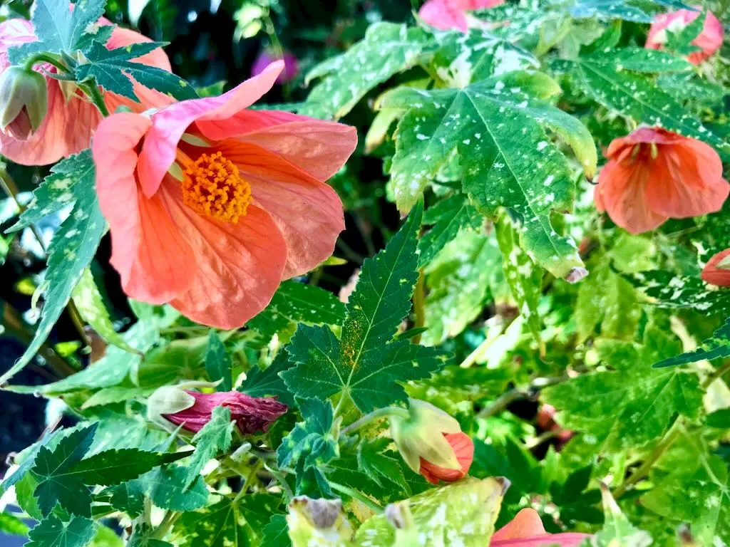 Abutilon pictum Thompsonii - Online Flower Garden Abutilon pictum 'Thompsonii'