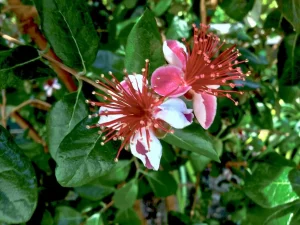 Acca sellowiana or Pineapple Guava