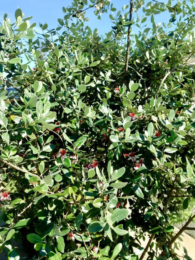 Acca sellowiana or Pineapple Guava