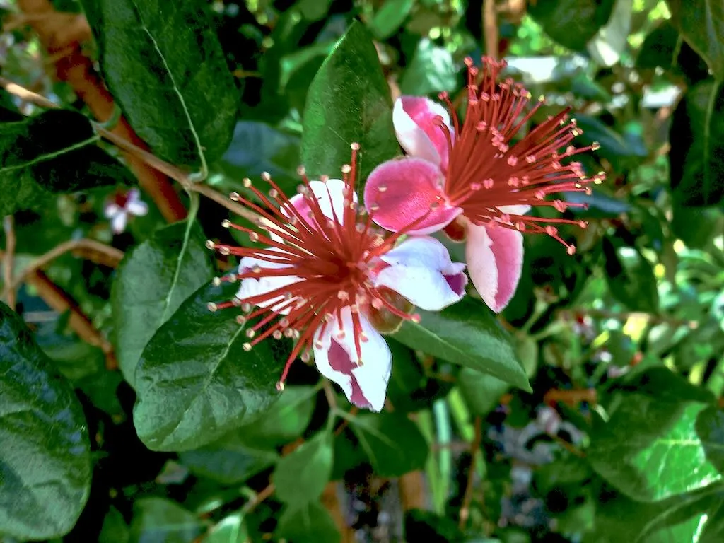 Acca sellowiana - Online Flower Garden Myrtaceae Acca sellowiana or Pineapple Guava