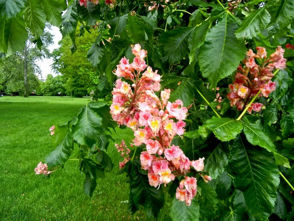 Aesculus x carnea'Briotii'