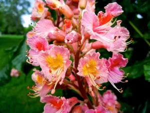 Aesculus x carnea 'Briotii'