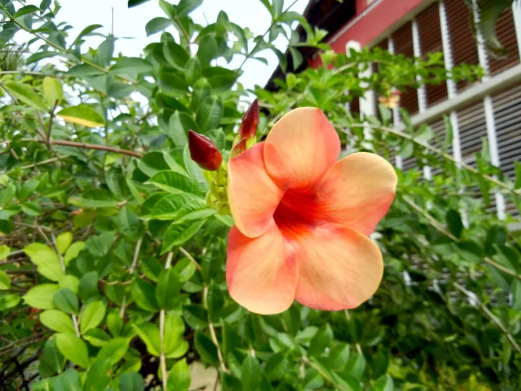 Allamanda cathartica Indonesia Sunset-1 - Online Flower Garden Allamanda cathartica'Indonesia Sunset'