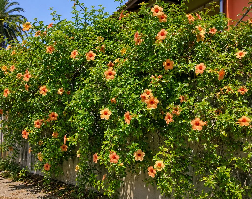 Allamanda cathartica'Indonesia Sunset' in Tahiti