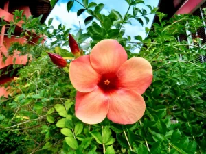 Allamanda cathartica 'Indonesia Sunset'