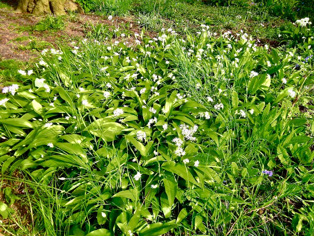 Allium ursinum-1 - Online Flower Garden Allium ursinum