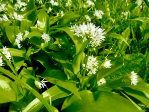 Allium ursinum