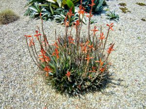 Aloe 'Blue Elf'