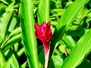 Alpinia purpurata or Red Ginger