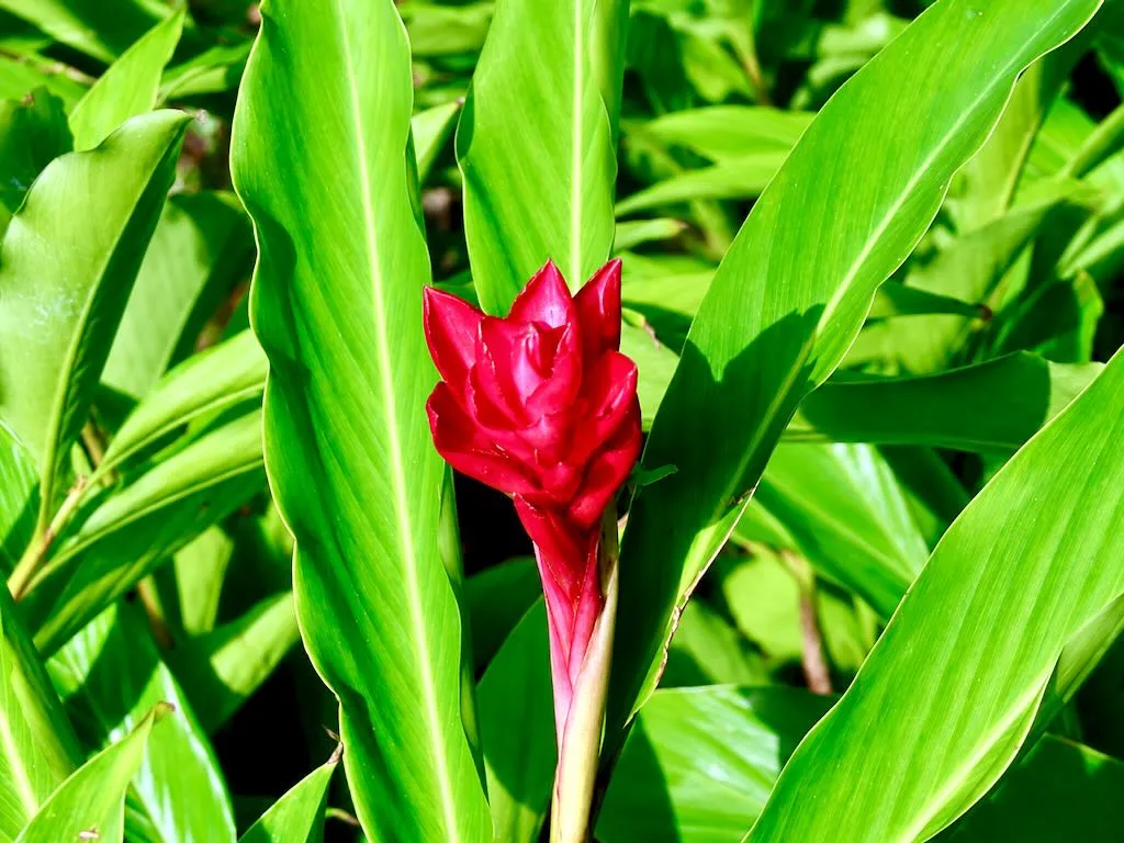 Alpinia purpurata Red Ginger - Online Flower Garden Zingiberaceae Alpinia purpurata or Red Ginger