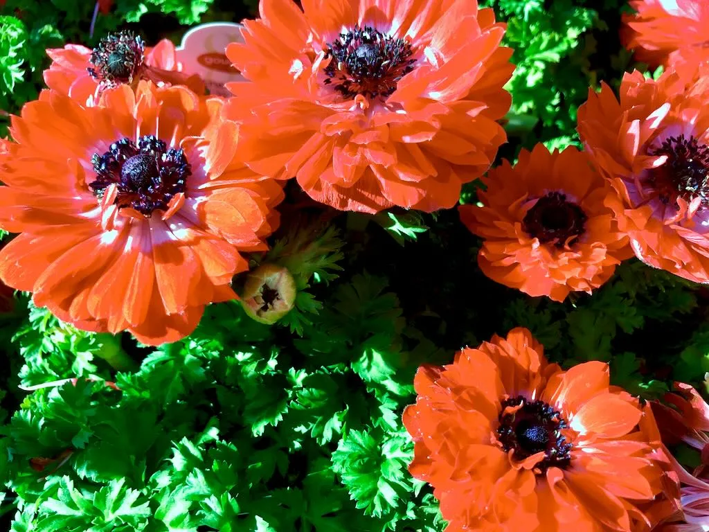 Anemone Harmony Double Scarlet-1 - Online Flower Garden Anemone'Harmony Double Scarlet'