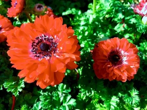 Anemone 'Harmony Double Scarlet'