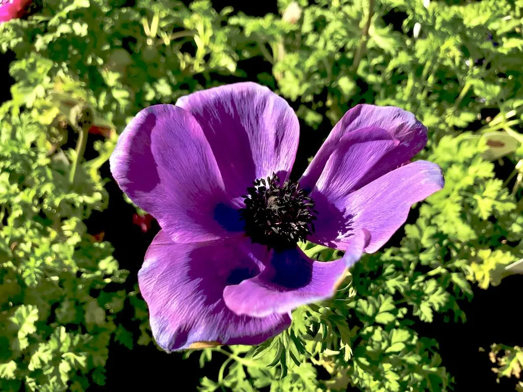 Anemone coronaria Mona Lisa Deep Blue-1 - Online Flower Garden Anemone coronaria'Mona Lisa Deep Blue'