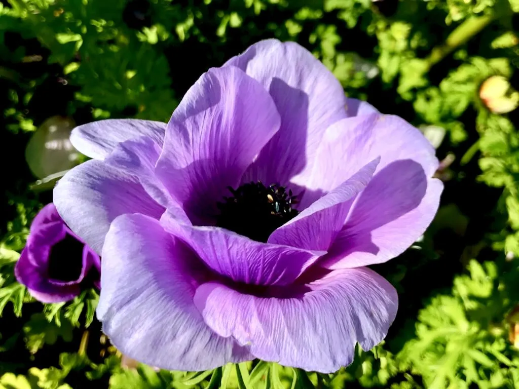 Anemone coronaria Mona Lisa Deep Blue - Online Flower Garden Anemone coronaria 'Mona Lisa Deep Blue'