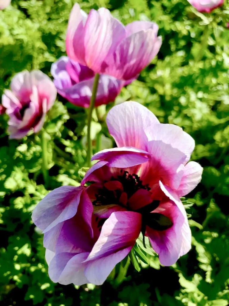 Anemone coronaria Mona Lisa Wine - Online Flower Garden Anemone coronaria,'Mona Lisa® Wine, White Bicolor'
