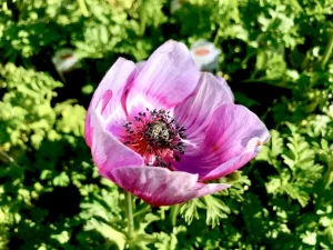 Anemone coronaria, 'Mona Lisa® Wine, White Bicolor'