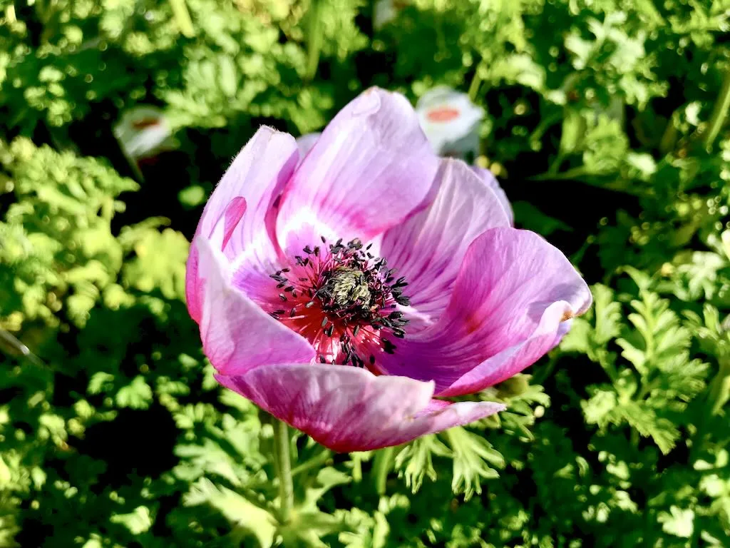 Anemone coronaria Mona Lisa Wine White Bicolor - Online Flower Garden Anemone coronaria, 'Mona Lisa® Wine, White Bicolor'