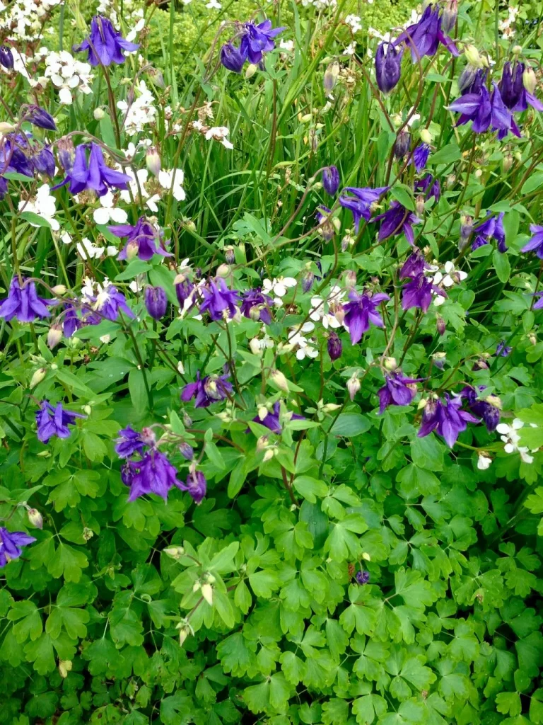 Aquilegia vulgaris