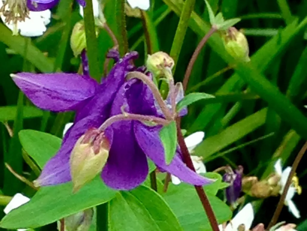 Aquilegia vulgaris